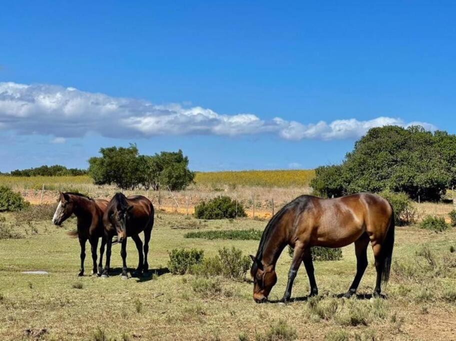 Owl Cottage - Living The Breede Malgas エクステリア 写真